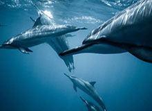 华体会部门-哈登归队首次接受采访！态度模糊 对交易避而不谈